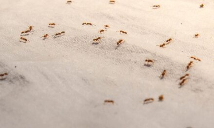 GET RID OF ANTS NATURALLY