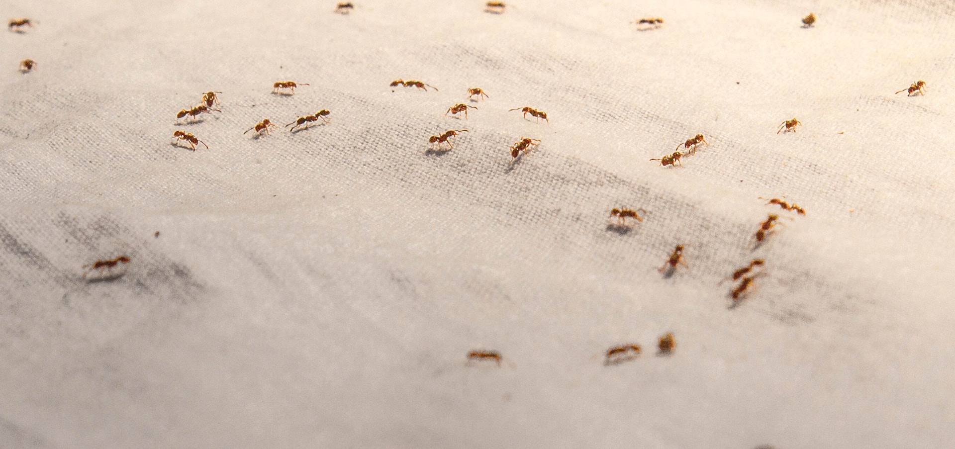 GET RID OF ANTS NATURALLY