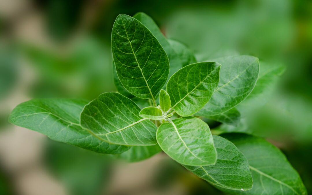 The Benefits of Ashwagandha: A Natural Remedy for Mind and Body